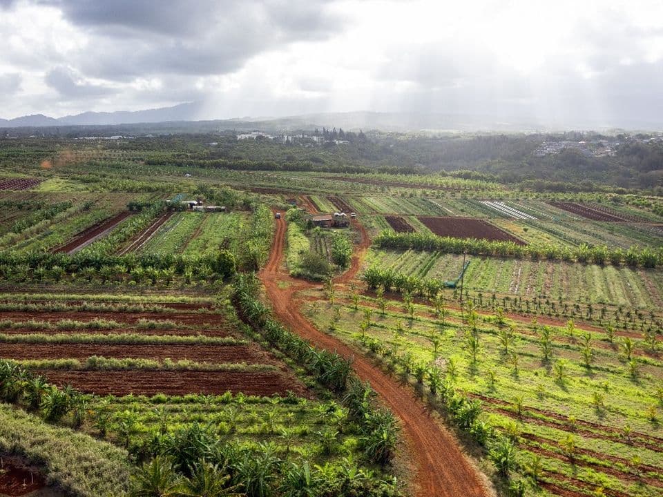Vue aérienne de parcelles agricoles séparées par une piste de terre rouge